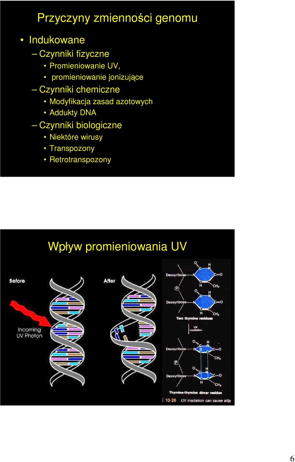 chemiczne Modyfikacja zasad azotowych Addukty DNA Czynniki