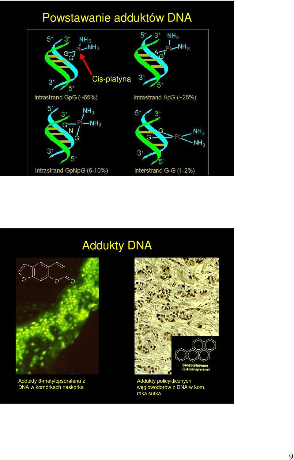 DNA w komórkach naskórka Addukty