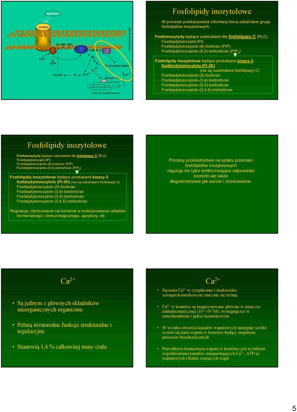 Siateczka śródplazmatyczna Fosfolipidy inozytolowe będące produktami kinazy-3 fosfatydyloinozytolu (PI-3K) (nie są substratami fosfolipazy C) Fosfatydyloinozytolo-(3)-fosforan