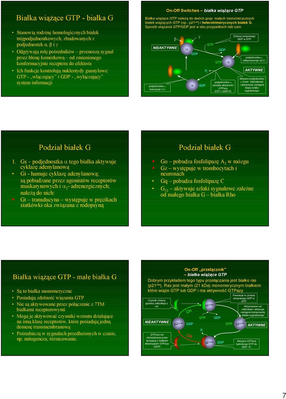 do dwóch grup: małych monomerycznych białek wiąŝących (np.: p21 ras ) i heterotrimerycznych białek G. Sposób wiązania / jest w obu przypadkach taki sam.