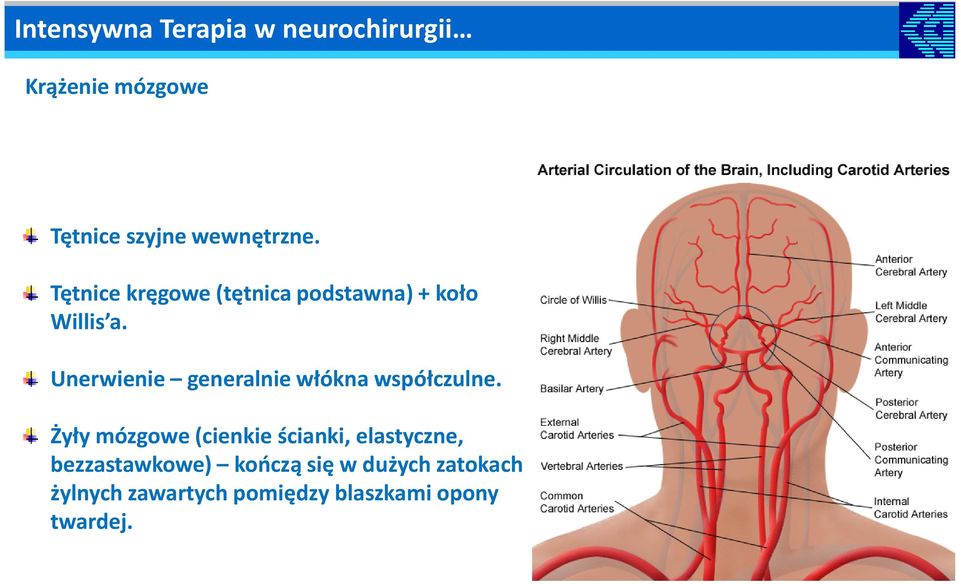 Unerwienie generalnie włókna współczulne.