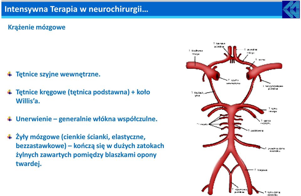 Unerwienie generalnie włókna współczulne.