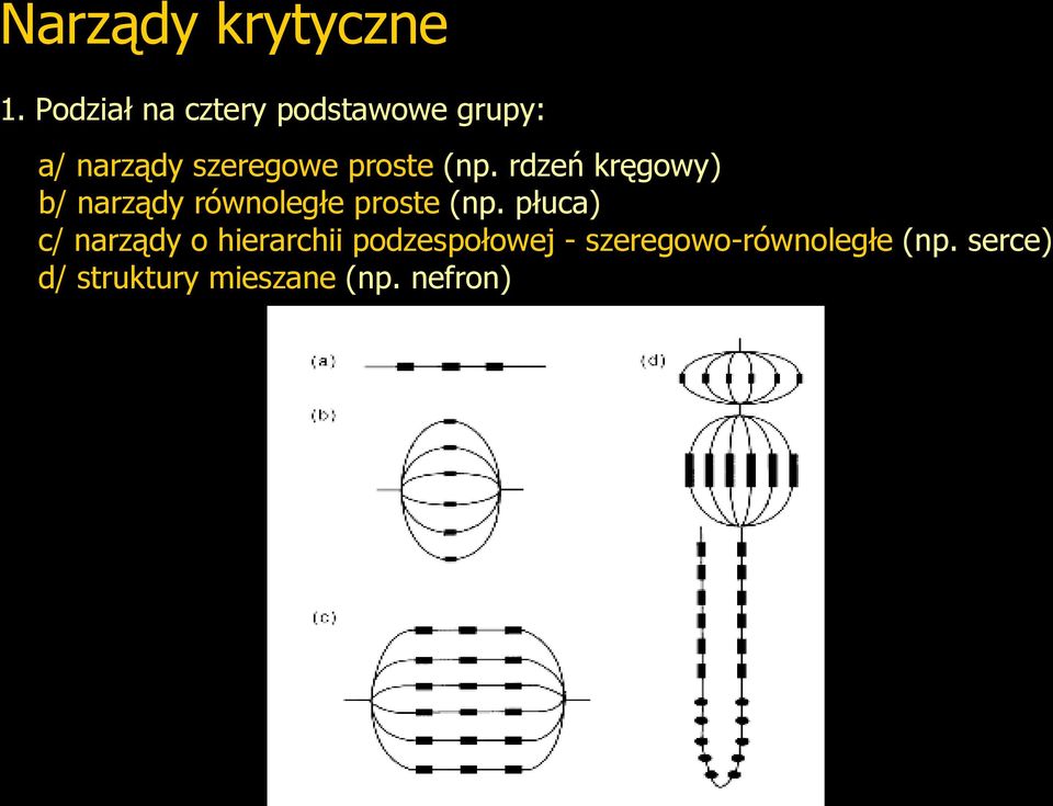 (np. rdzeń kręgowy) b/ narządy równoległe proste (np.