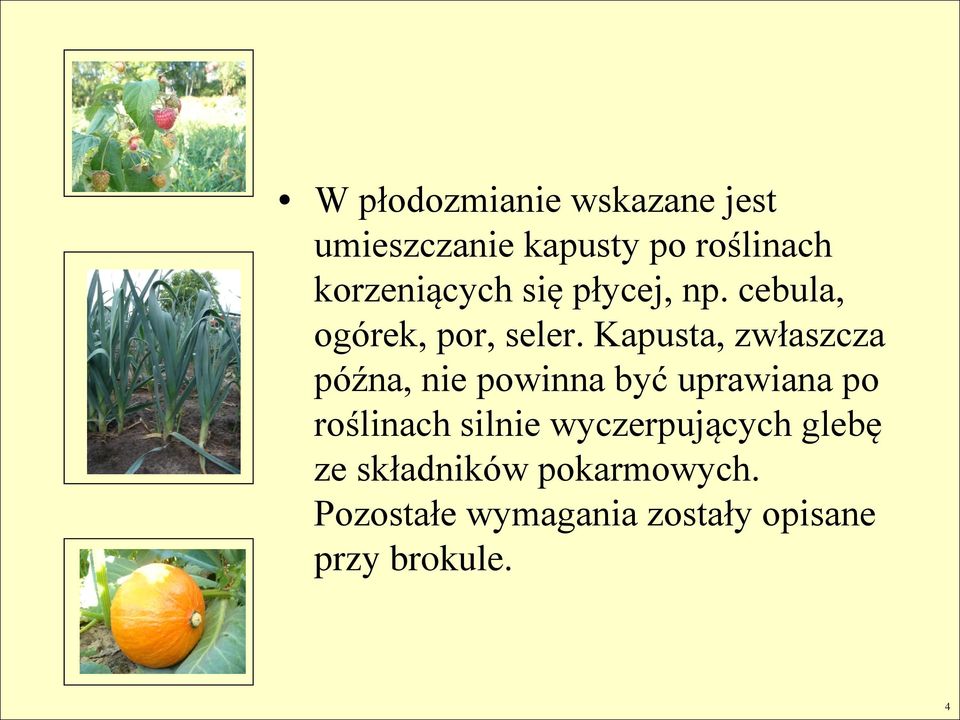 Kapusta, zwłaszcza późna, nie powinna być uprawiana po roślinach silnie