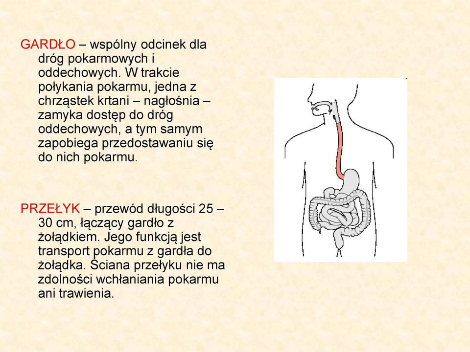 tym samym zapobiega przedostawaniu się do nich pokarmu.