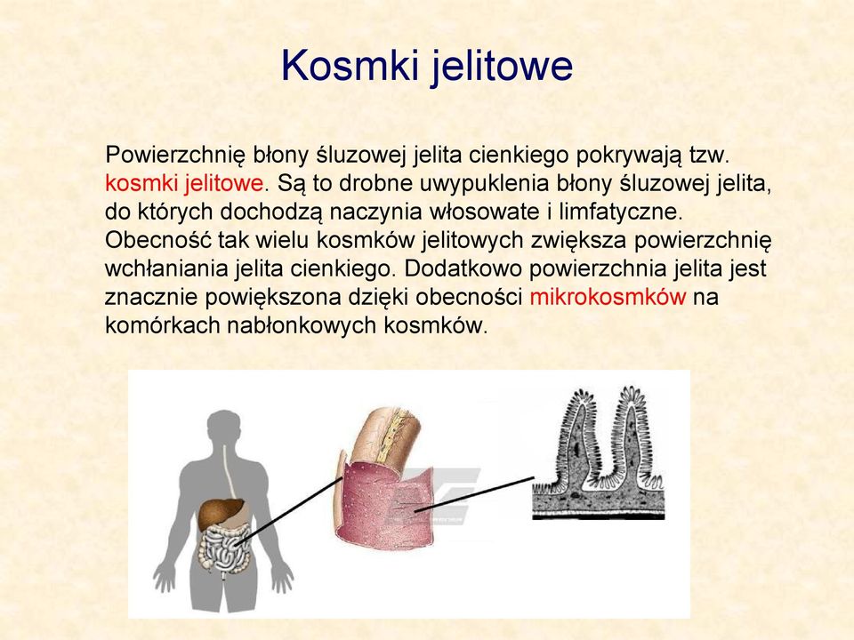 Obecność tak wielu kosmków jelitowych zwiększa powierzchnię wchłaniania jelita cienkiego.