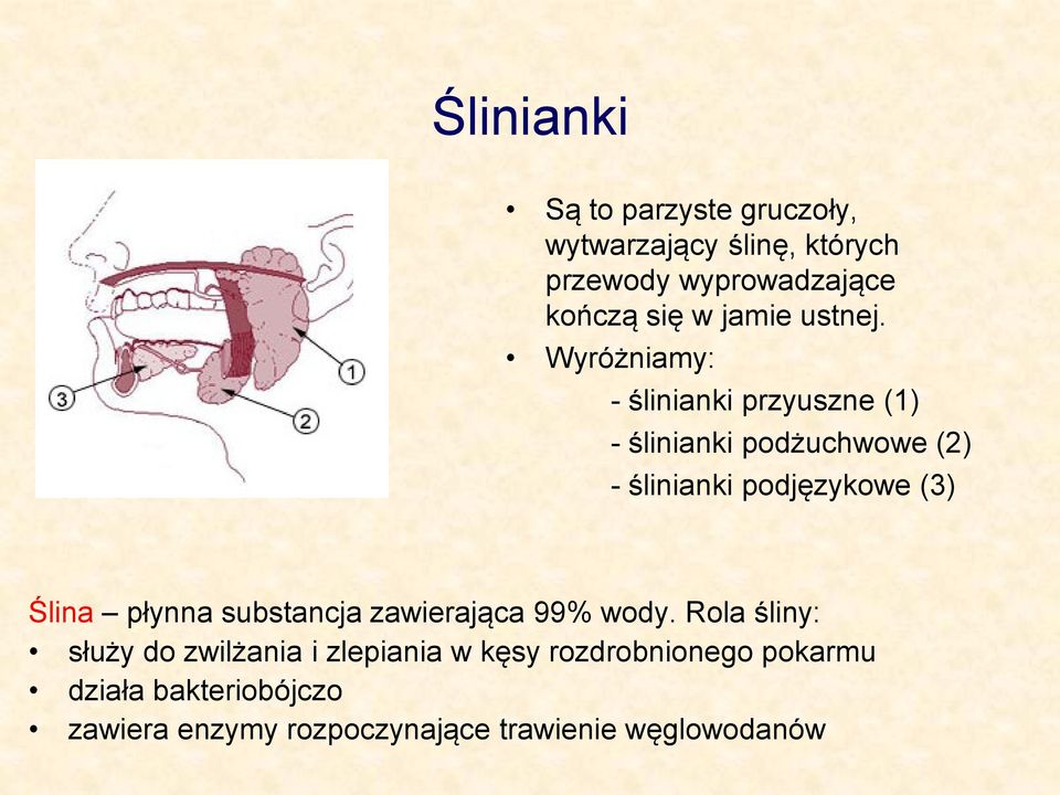 Wyróżniamy: - ślinianki przyuszne (1) - ślinianki podżuchwowe (2) - ślinianki podjęzykowe (3) Ślina