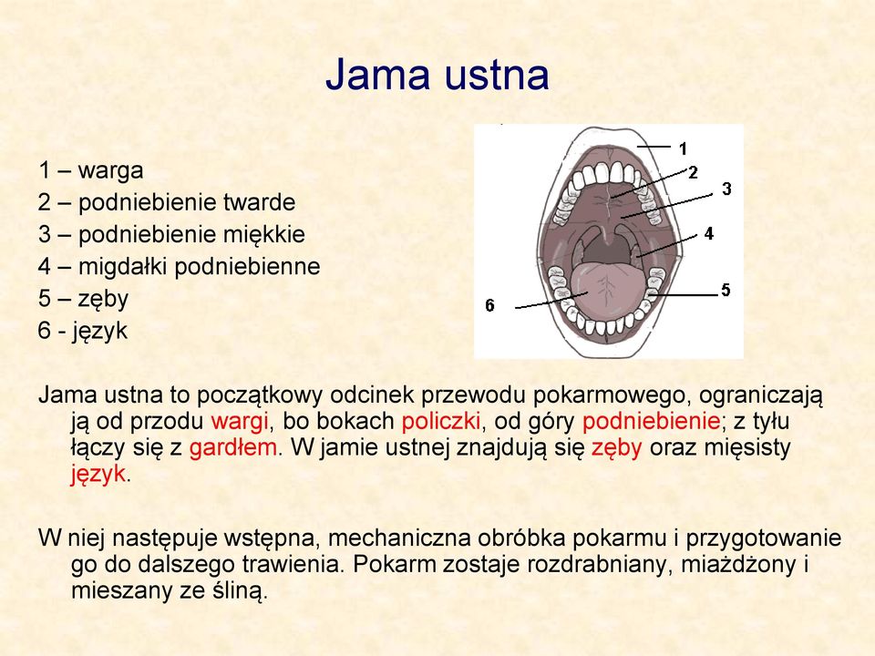 z tyłu łączy się z gardłem. W jamie ustnej znajdują się zęby oraz mięsisty język.