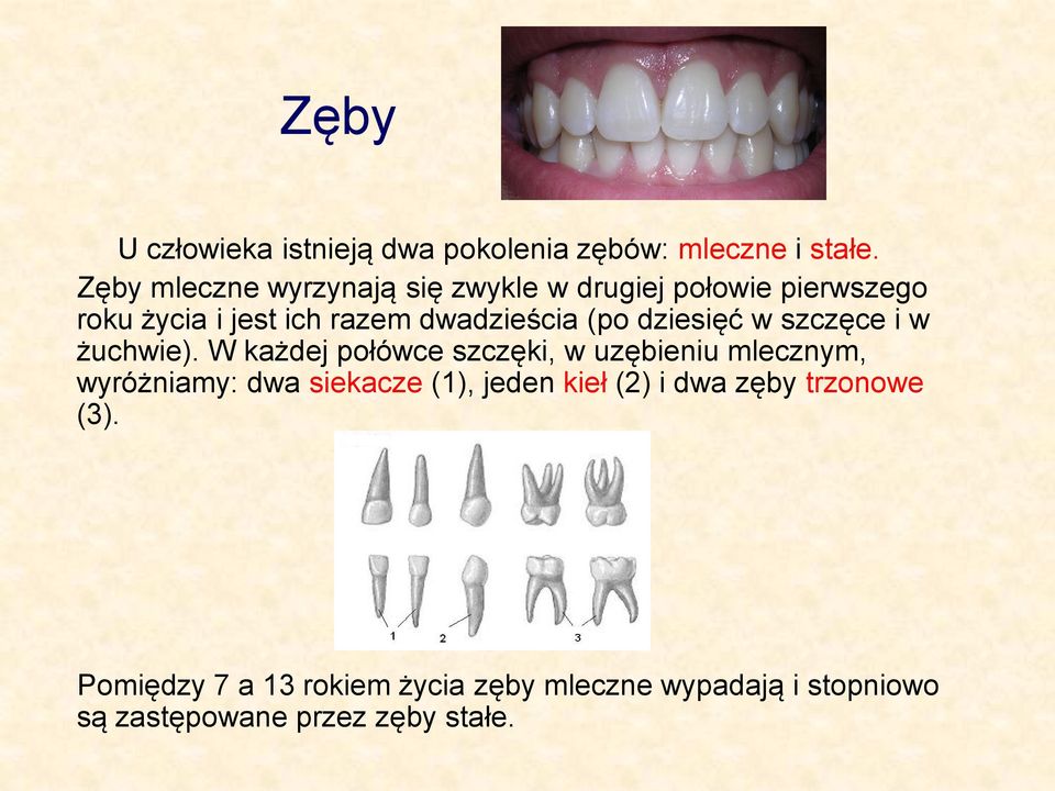 (po dziesięć w szczęce i w żuchwie).