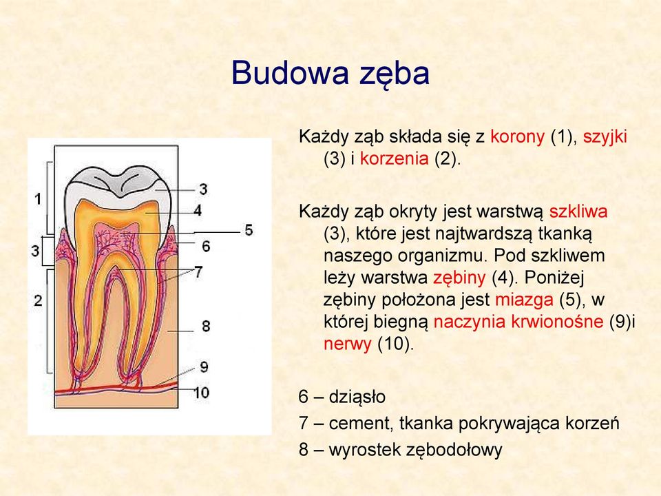 Pod szkliwem leży warstwa zębiny (4).