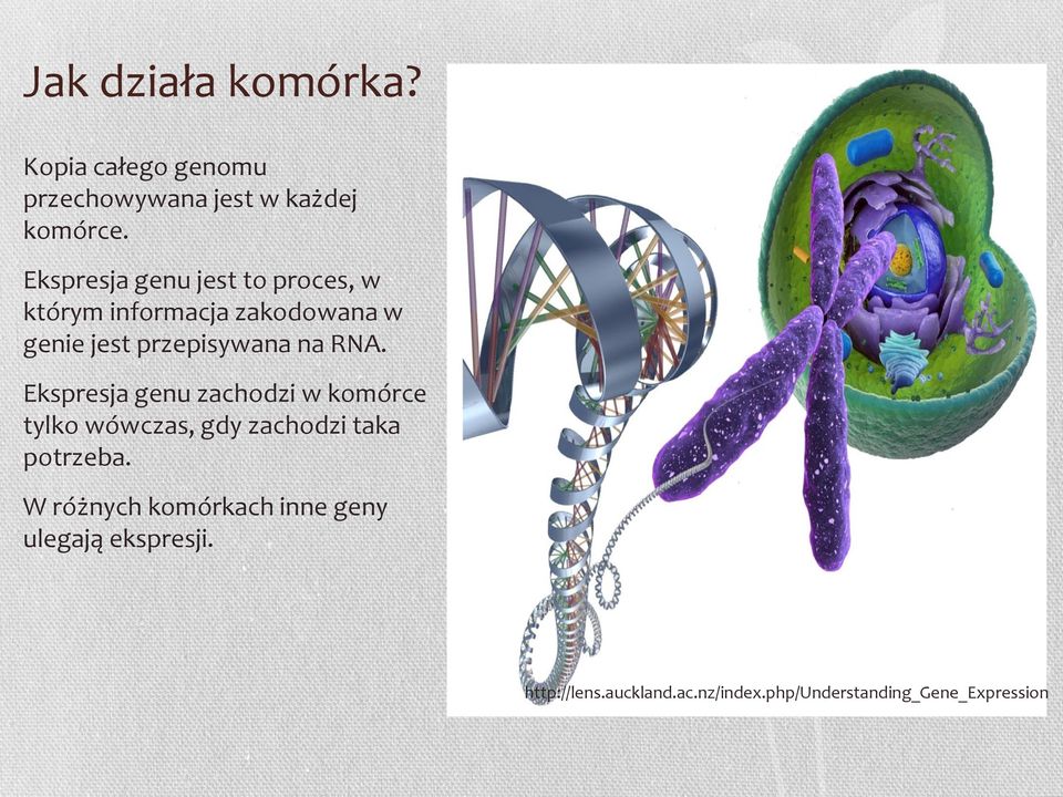 RNA. Ekspresja genu zachodzi w komórce tylko wówczas, gdy zachodzi taka potrzeba.