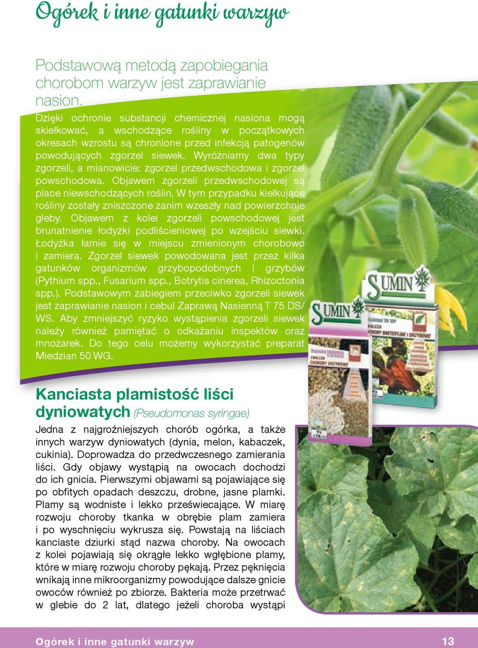 Wyróżniamy dwa typy zgorzeli, a mianowicie: zgorzel przedwschodowa i zgorzel powschodowa. Objawem zgorzeli przedwschodowej są place niewschodzących roślin.
