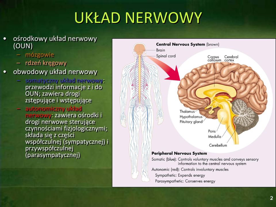 układ nerwowy: zawiera ośrodki i drogi nerwowe sterujące czynnościami fizjologicznymi; składa