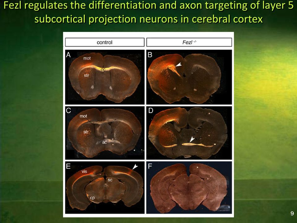 targeting of layer 5