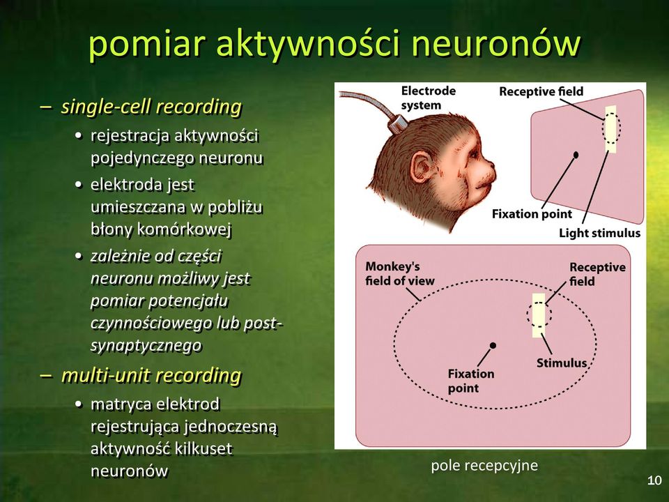 neuronu możliwy jest pomiar potencjału czynnościowego lub postsynaptycznego multi-unit