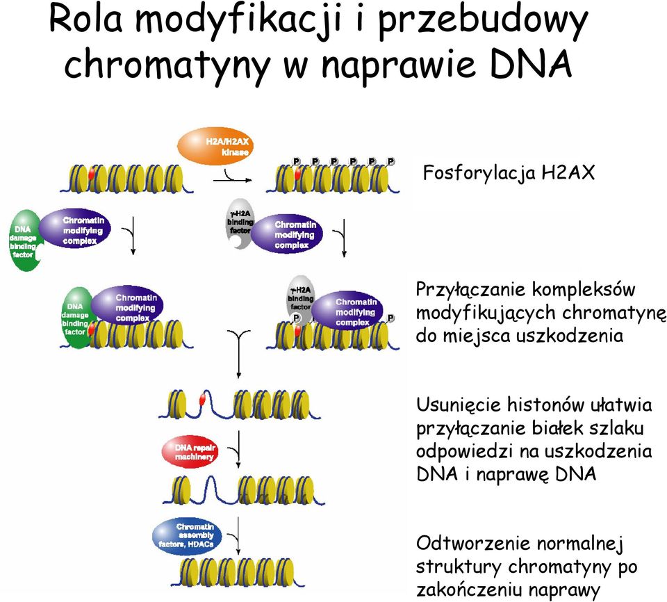 Usunięcie histonów ułatwia przyłączanie białek szlaku odpowiedzi na