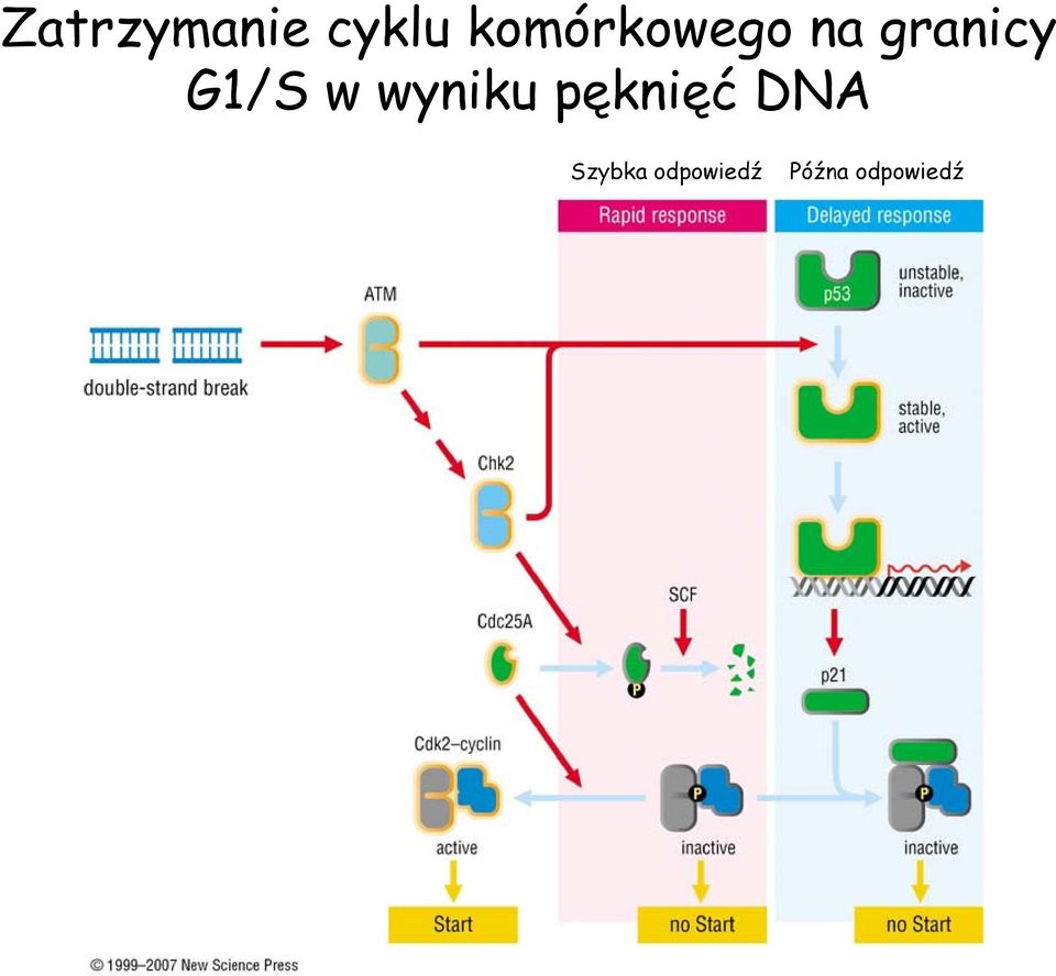 G1/S w wyniku pęknięć