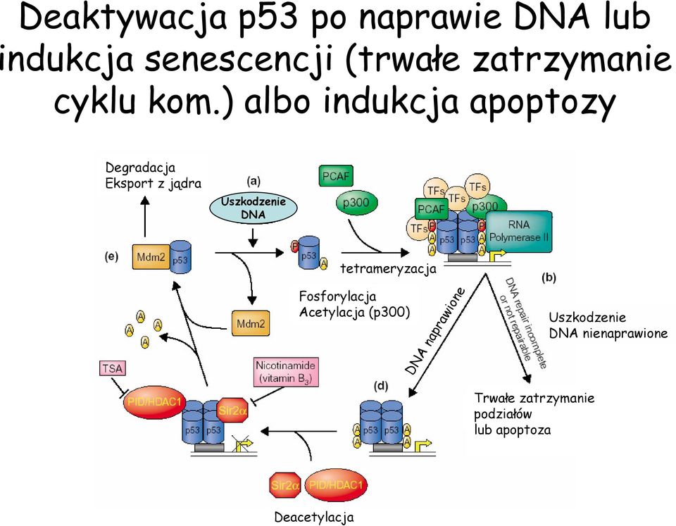 ) albo indukcja apoptozy Degradacja Eksport z jądra Uszkodzenie DNA