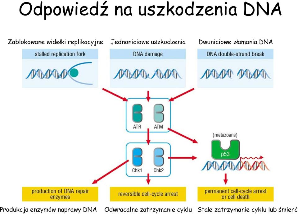 Dwuniciowe złamania DNA Produkcja enzymów naprawy DNA