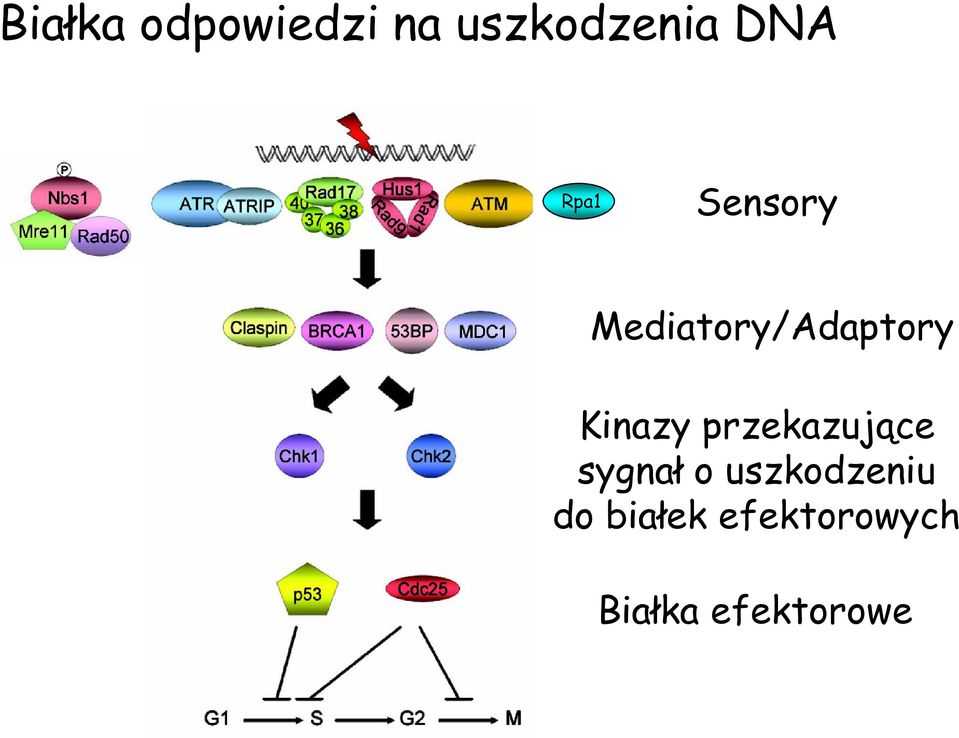 Kinazy przekazujące sygnał o