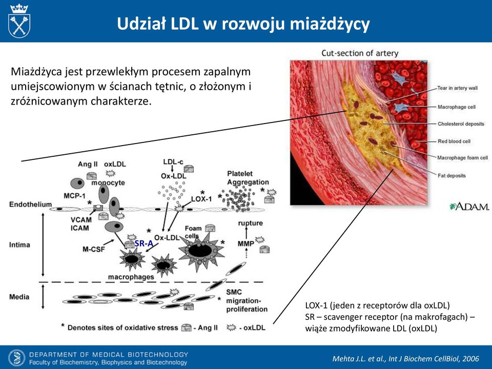 SR-A LOX-1 (jeden z receptorów dla oxldl) SR scavenger receptor (na