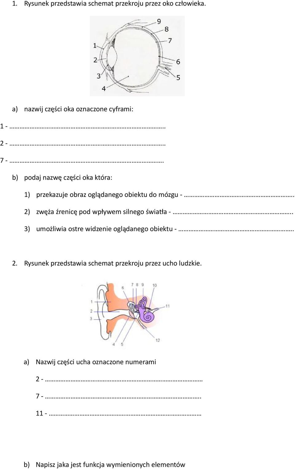 . 2) zwęża źrenicę pod wpływem silnego światła -.. 3) umożliwia ostre widzenie oglądanego obiektu -.. 2. Rysunek przedstawia schemat przekroju przez ucho ludzkie.