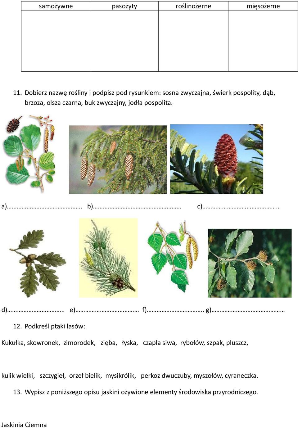 jodła pospolita. a). b) c) d).. e) f).. g) 12.