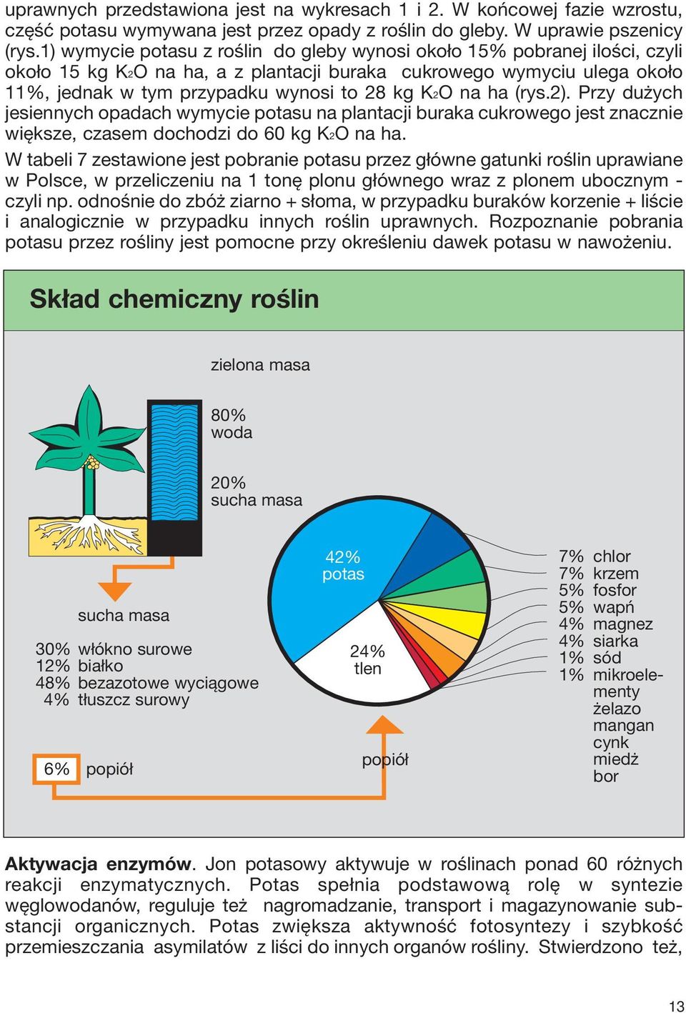 na ha (rys.2). Przy dużych jesiennych opadach wymycie potasu na plantacji buraka cukrowego jest znacznie większe, czasem dochodzi do 60 kg K2O na ha.