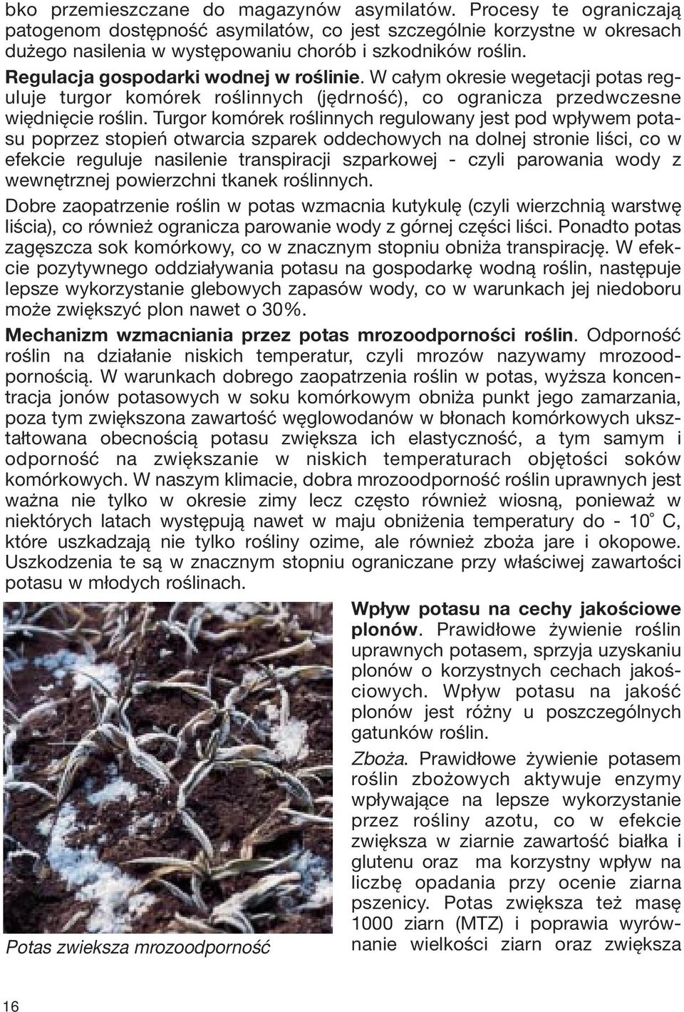 Turgor komórek roślinnych regulowany jest pod wpływem potasu poprzez stopień otwarcia szparek oddechowych na dolnej stronie liści, co w efekcie reguluje nasilenie transpiracji szparkowej - czyli
