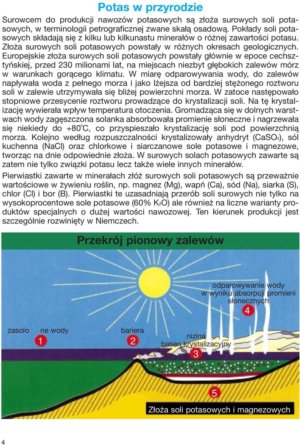 Europejskie złoża surowych soli potasowych powstały głównie w epoce cechsztyńskiej, przed 230 milionami lat, na miejscach niezbyt głębokich zalewów mórz w warunkach gorącego klimatu.