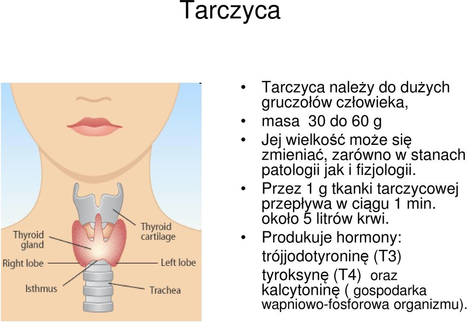 Przez 1 g tkanki tarczycowej przepływa w ciągu 1 min. około 5 litrów krwi.
