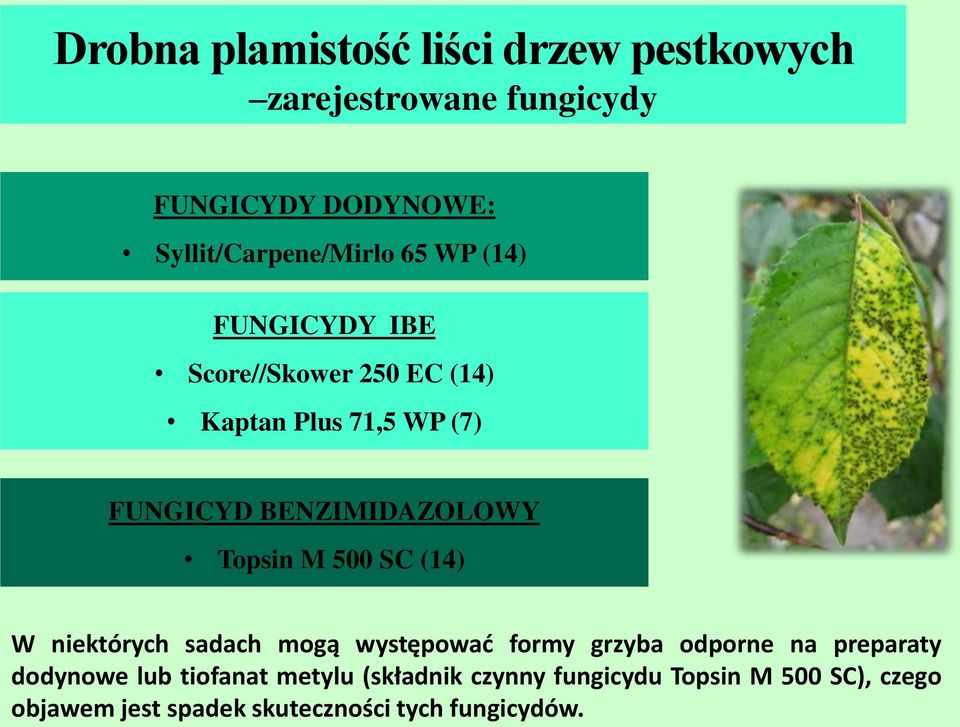 M 500 SC (14) W niektórych sadach mogą występować formy grzyba odporne na preparaty dodynowe lub tiofanat