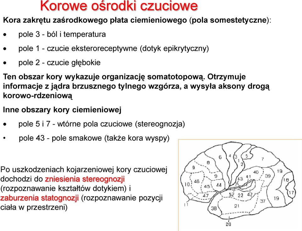 Otrzymuje informacje z jądra brzusznego tylnego wzgórza, a wysyła aksony drogą korowo-rdzeniową Inne obszary kory ciemieniowej pole 5 i 7 - wtórne pola czuciowe