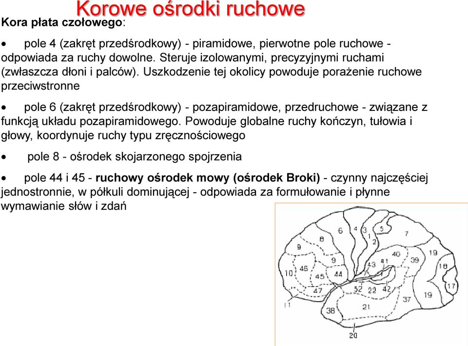 Uszkodzenie tej okolicy powoduje porażenie ruchowe przeciwstronne pole 6 (zakręt przedśrodkowy) - pozapiramidowe, przedruchowe - związane z funkcją układu