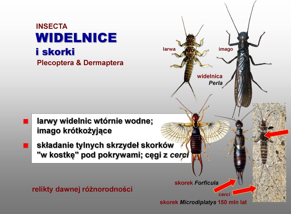 skrzydeł skorków "w kostkę" pod pokrywami; cęgi z cerci relikty