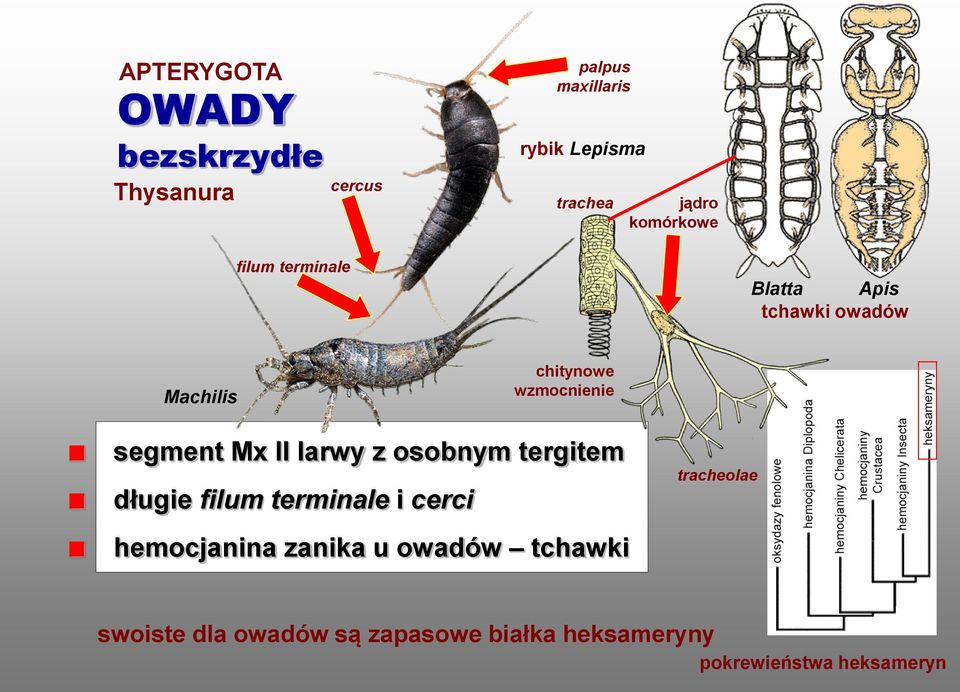 Mx II larwy z osobnym tergitem długie filum terminale i cerci hemocjanina zanika u owadów
