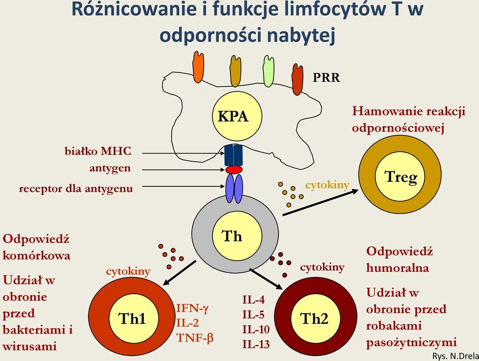 w obronie przed bakteriami i wirusami cytokiny Th1 IFN-g IL-2 TNF-b Th IL-4 IL-5 IL-10