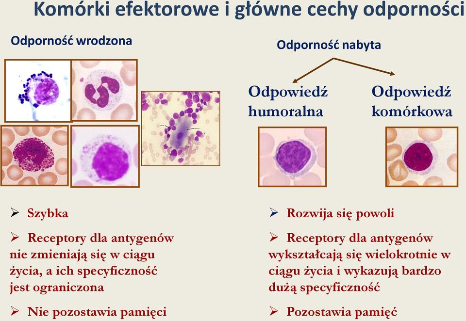 ich specyficzność jest ograniczona Nie pozostawia pamięci Rozwija się powoli Receptory dla