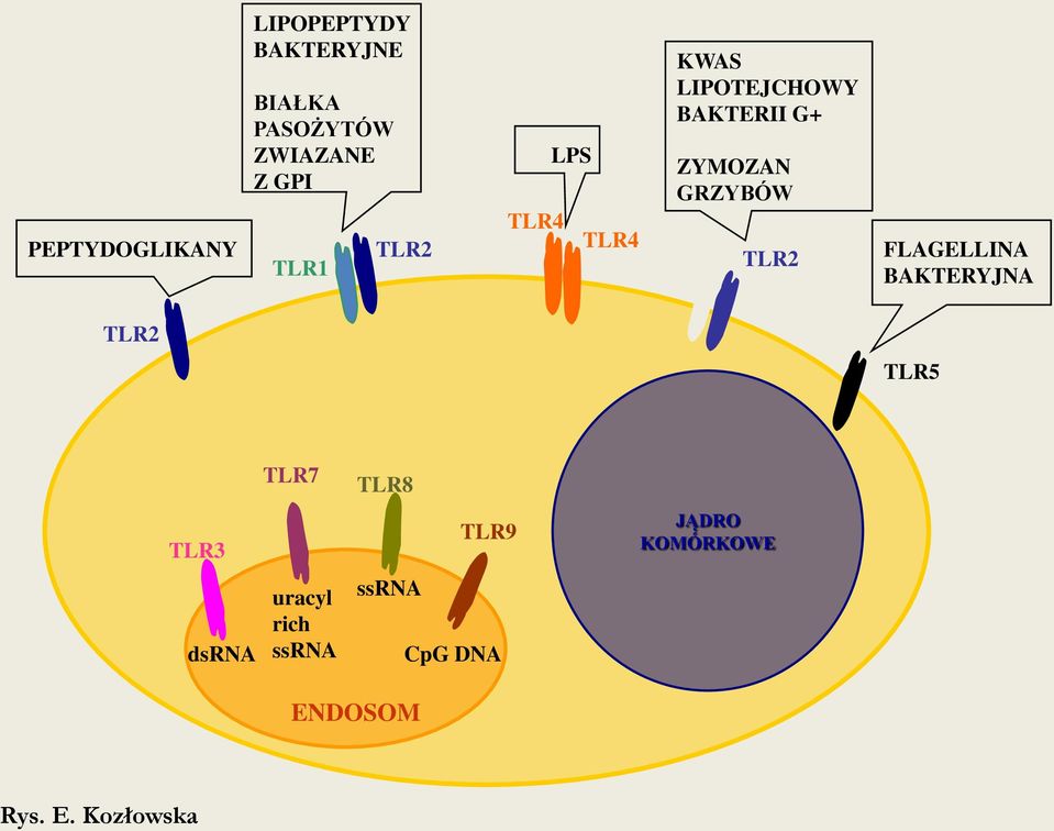ZWIAZANE Z GPI TLR1 TLR2 TLR4 LPS TLR4 KWAS LIPOTEJCHOWY BAKTERII G+