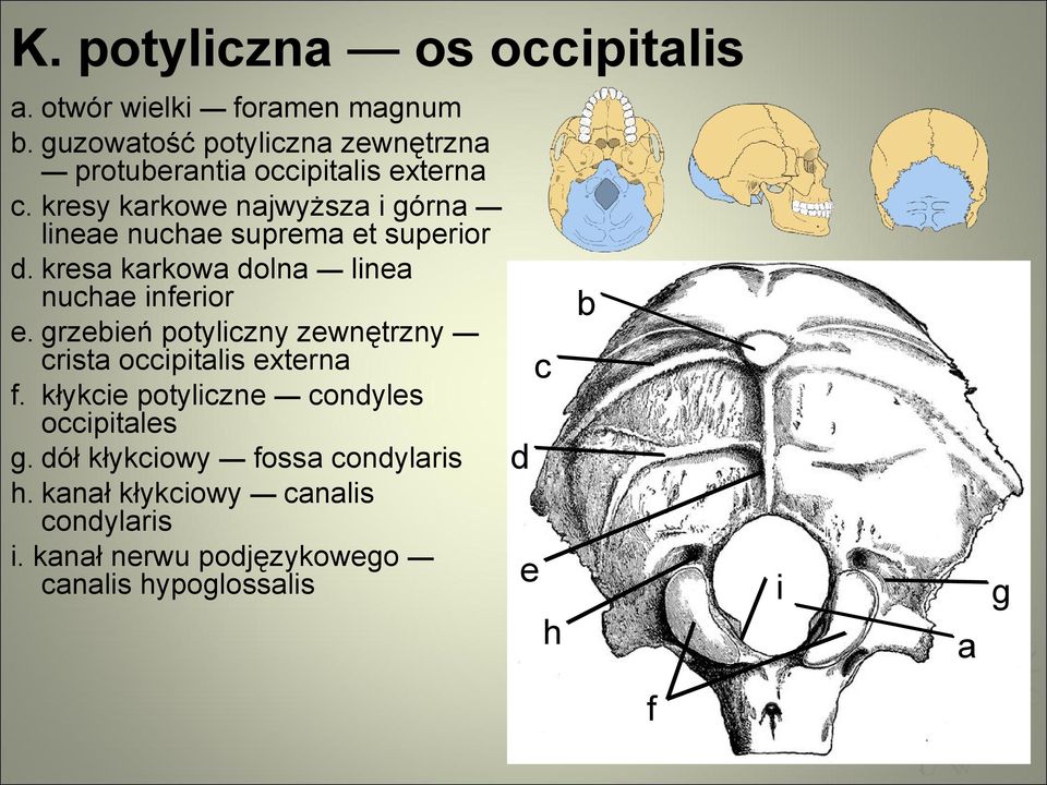 Osteologia. SZKIELET OSIOWY- Czaszka - PDF Free Download