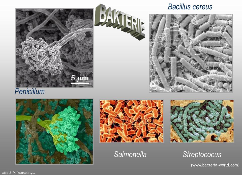 Salmonella