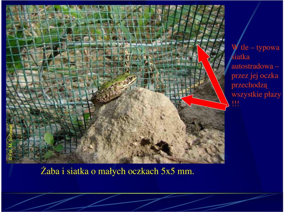 przechodzą wszystkie płazy!
