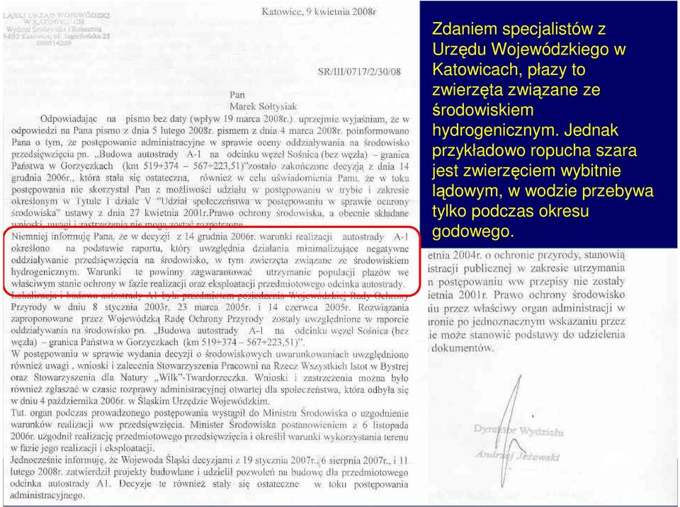Jednak przykładowo ropucha szara jest zwierzęciem wybitnie
