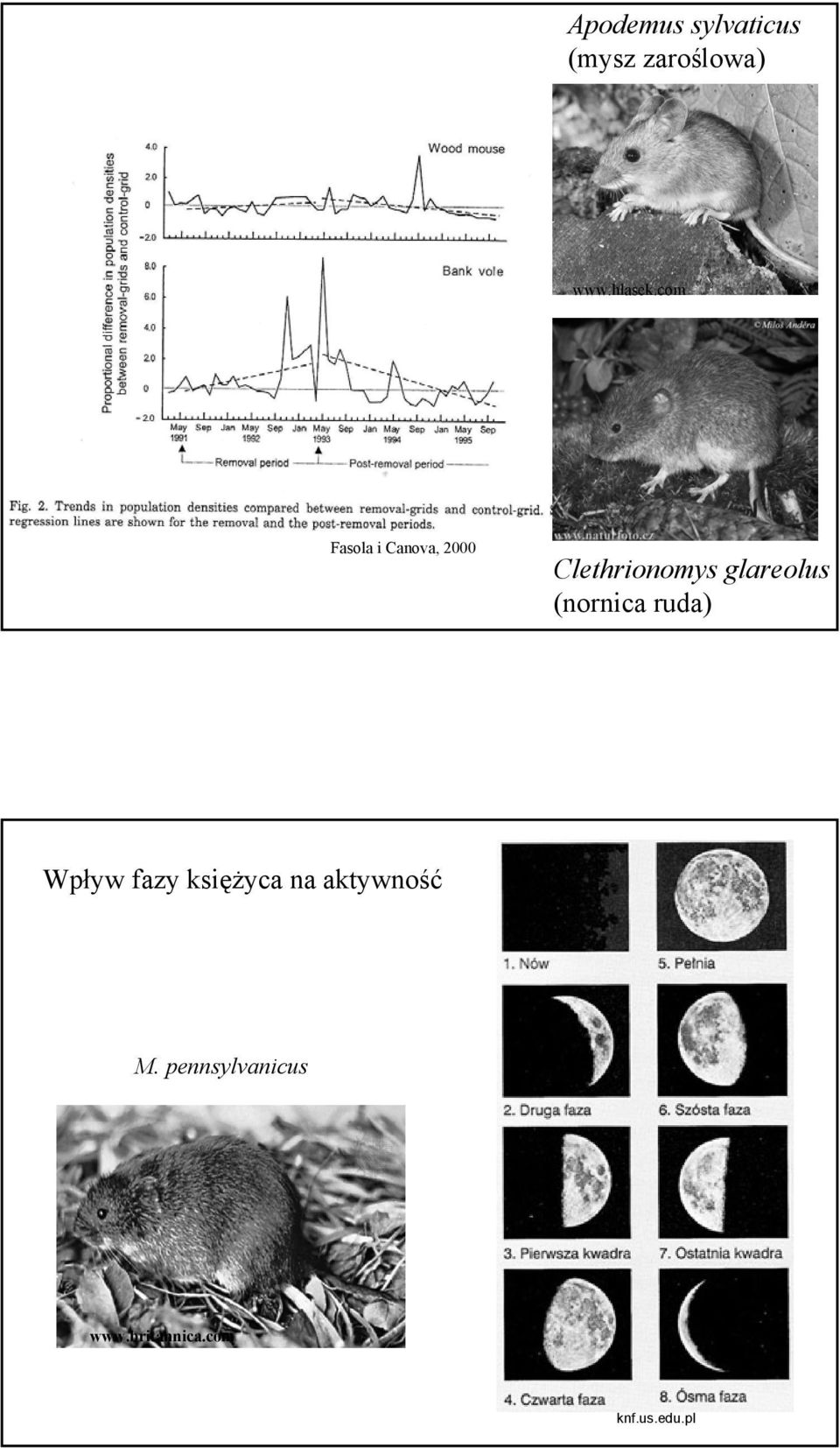 glareolus (nornica ruda) Wpływ fazy księżyca na