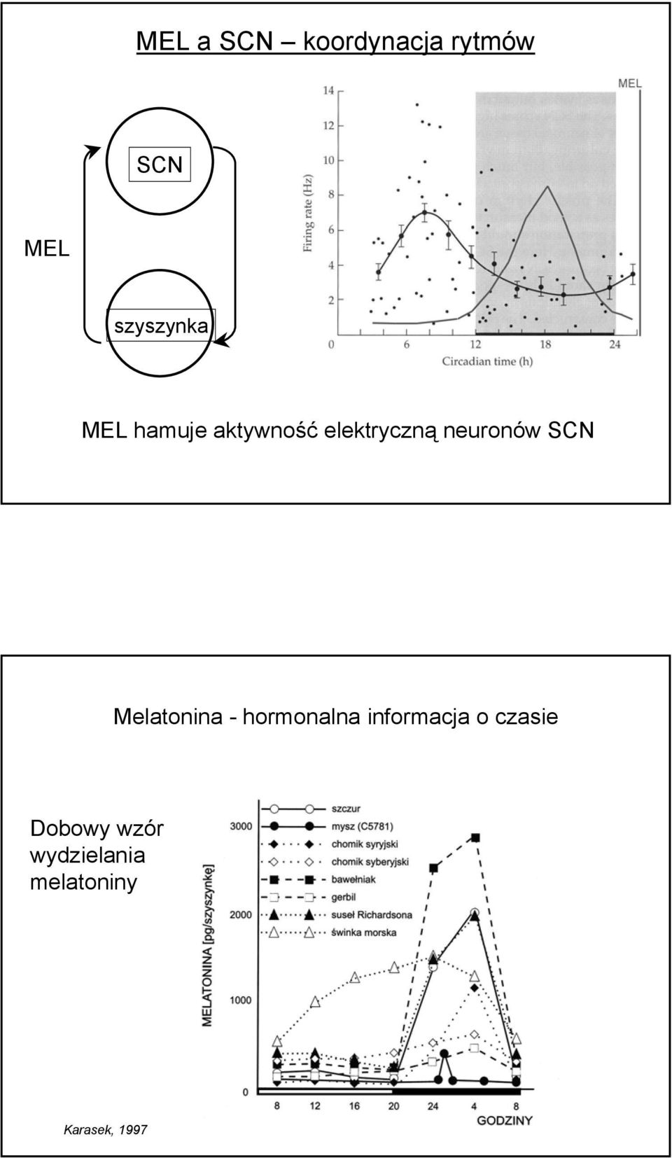 Melatonina - hormonalna informacja o czasie