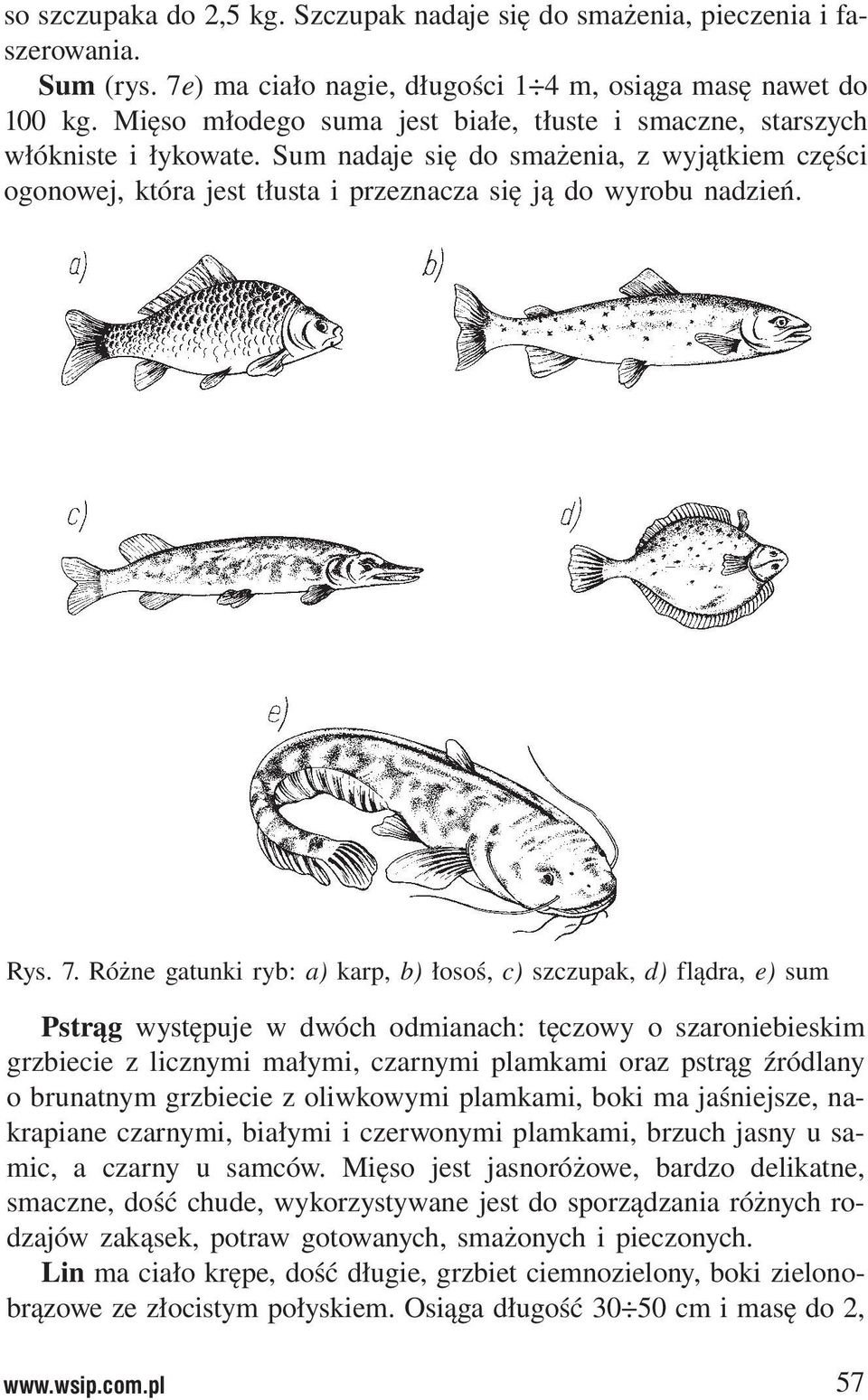 7. Różne gatunki ryb: a) karp, b) łosoś, c) szczupak, d) flądra, e) sum Pstrąg występuje w dwóch odmianach: tęczowy o szaroniebieskim grzbiecie z licznymi małymi, czarnymi plamkami oraz pstrąg