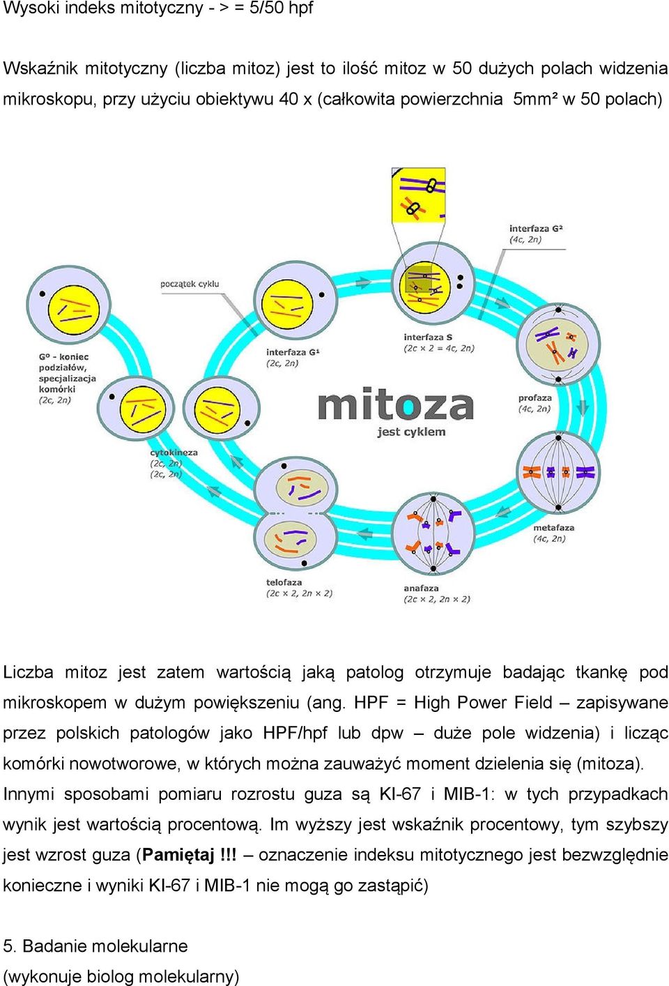 HPF = High Power Field zapisywane przez polskich patologów jako HPF/hpf lub dpw duże pole widzenia) i licząc komórki nowotworowe, w których można zauważyć moment dzielenia się (mitoza).