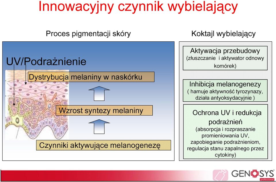 odnowy komórek) Inhibicja melanogenezy ( hamuje aktywność tyrozynazy, działa antyoksydacyjnie ) Ochrona UV i redukcja