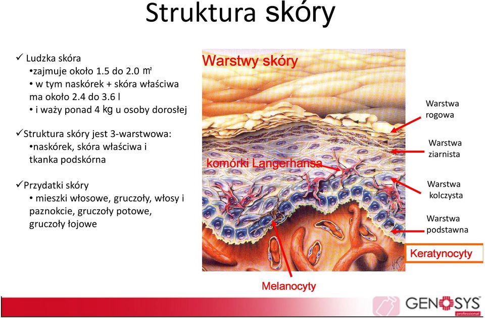 podskórna Przydatki skóry mieszki włosowe, gruczoły, włosy i paznokcie, gruczoły potowe, gruczoły łojowe