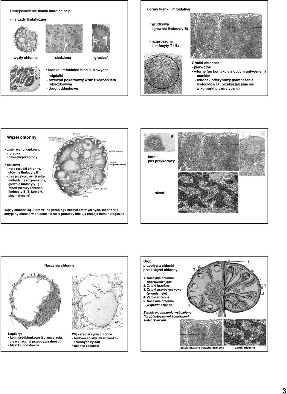 przewód pokarmowy wraz z wyrostkiem robaczkowym - drogi oddechowe T B Węzeł chłonny zrąb łącznotkankowy: - torebka - beleczki/przegrody kora i pas przykorowy obszary: - kora (grudki chłonne, głównie